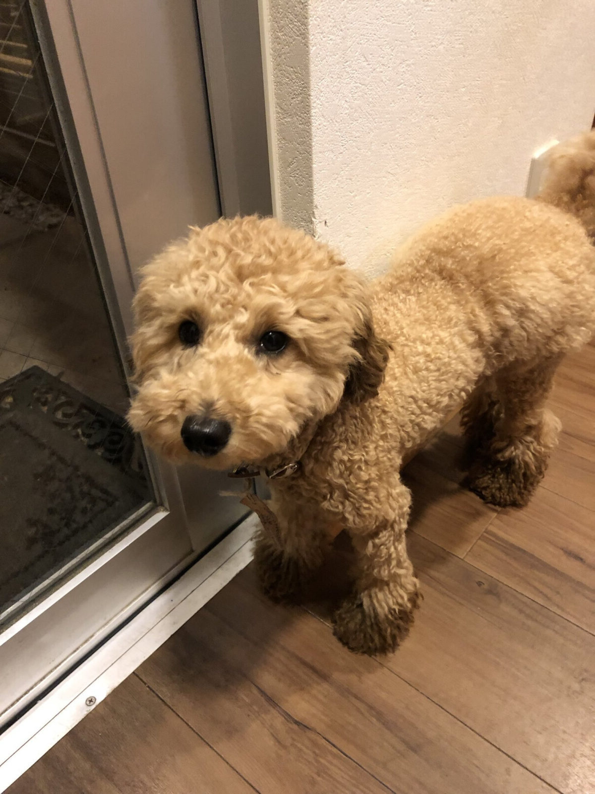 カフェダイナーの看板犬